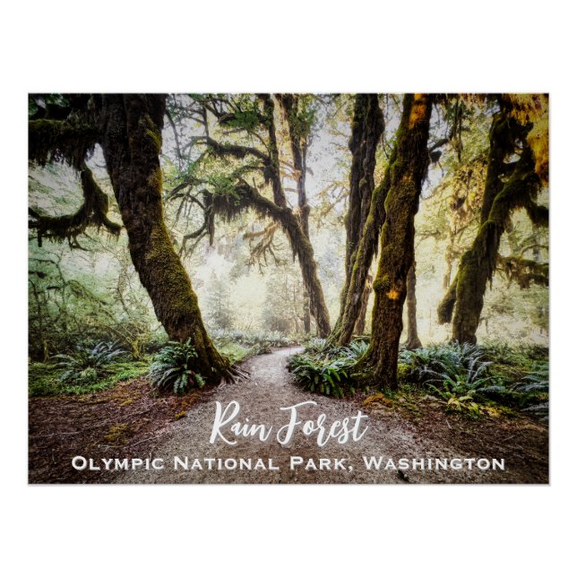 Rain Forest ・ Olympic National Park, Washington Poster (Vorderseite)