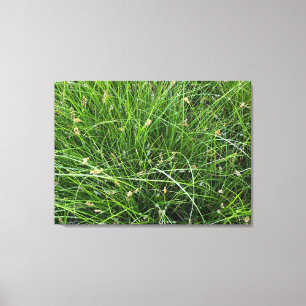 Rain Sedge Leinwanddruck