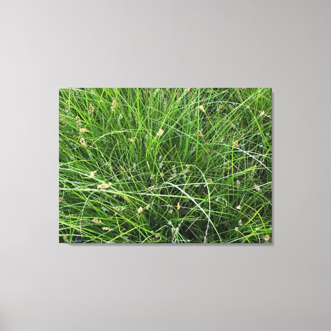 Rain Sedge Leinwanddruck (Vorderseite)