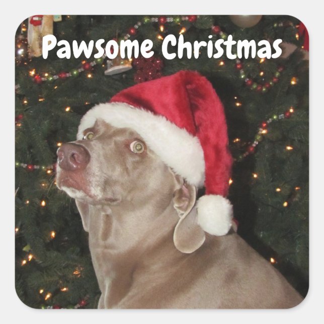 Rain the Weimaraner Santa Paws Stickers (Vorderseite)