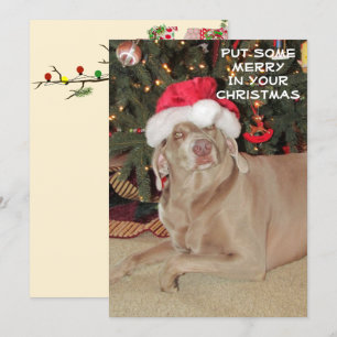 Rain the Weimaraner's Christmas