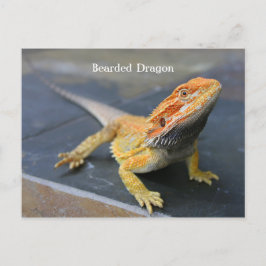 Rainbow Bearded Dragon Postkarte