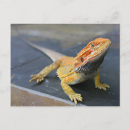 Rainbow Bearded Dragon Postkarte