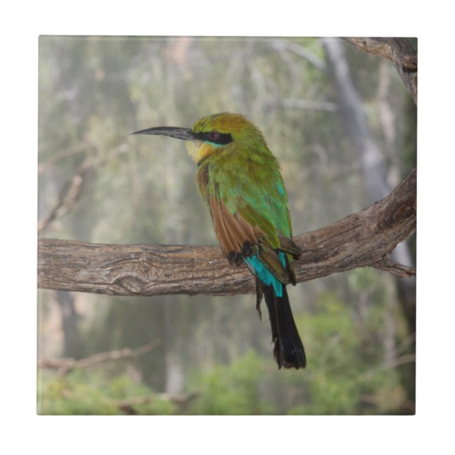 Rainbow-Bienenfresser, Australien Fliese (Vorderseite)