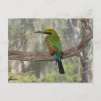 Rainbow-Bienenfresser, Australien