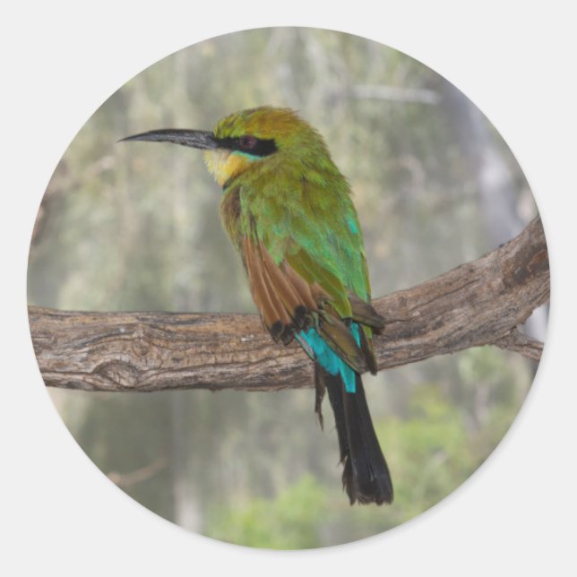 Rainbow-Bienenfresser, Australien Runder Aufkleber (Vorderseite)
