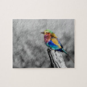 Rainbow Bird