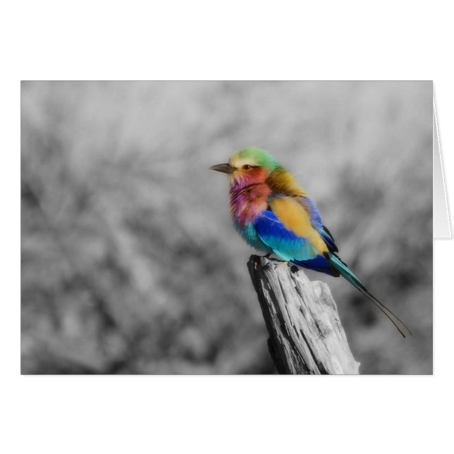 Rainbow Bird (Vorderseite (Horizontal))