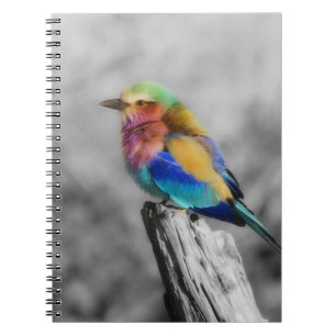 Rainbow Bird Notizblock