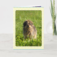 Rainbow Bridge Dog Cards