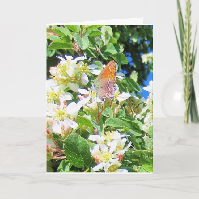 Rainbow Butterfly auf der Serviceberry Grußkarte Karte (Vorderseite)