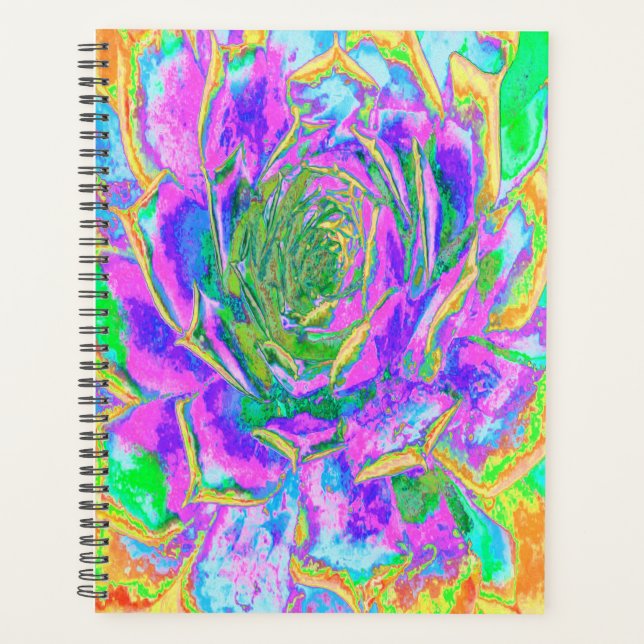 Rainbow Colors Fiesta Succulent Sedum Rosette Planer (Vorderseite)
