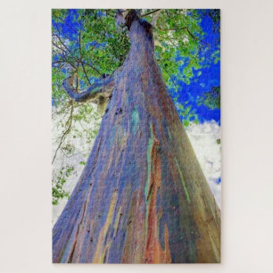 Rainbow Eucalyptus