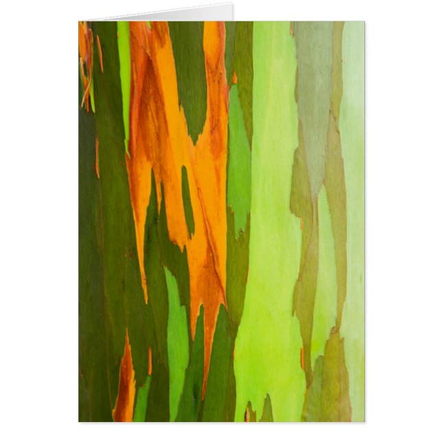 Rainbow Eucalyptus bellen, Hawaii (Vorne)