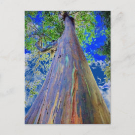 Rainbow Eucalyptus Postkarte