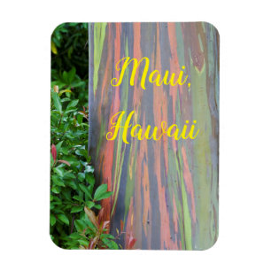 Rainbow Eucalyptus Tree Maui, Hawaii Magnet