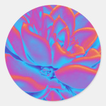 Rainbow-Farbe Sukkuläre Pflanze