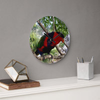 Rainbow Feathers: Hübsches australisches Lorikeet,