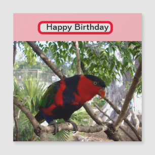 Rainbow Feathers: Hübsches australisches Lorikeet, Magnetkarte