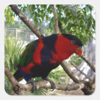 Rainbow Feathers: Hübsches australisches Lorikeet,