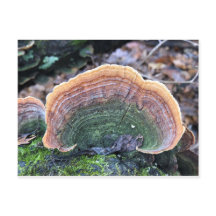 Rainbow Fungus