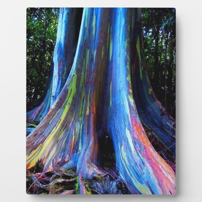 RAINBOW HAWAII EUCALYPTUS TREM FOTOPLATTE (Vorderseite)