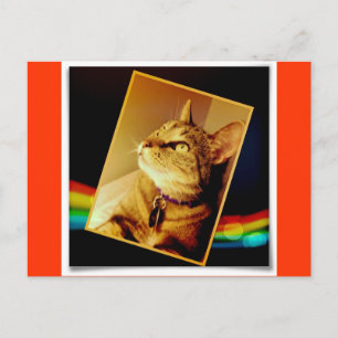 Rainbow Indigo Postkarte