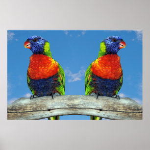 Rainbow-Lorikees, zwei auf einem Zweig Poster