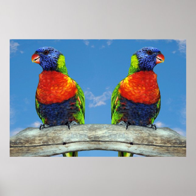 Rainbow-Lorikees, zwei auf einem Zweig Poster (Vorne)