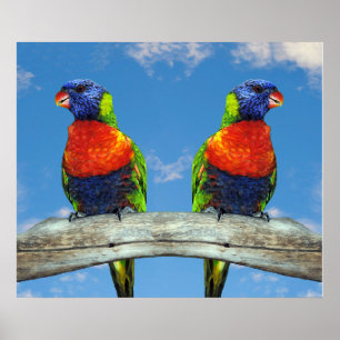 Rainbow-Lorikees, zwei auf einem Zweig Poster