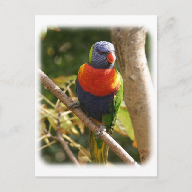 Rainbow Lorikeet 9Y209D-061 Postkarte (Vorderseite)
