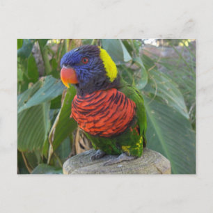 Rainbow Lorikeet auf Postkarte