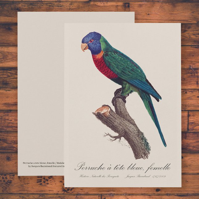 Rainbow lorikeet female, Trichoglossus moluccanus Dankeskarte (Perruche a tete bleue, femelle / Rainbow lorikeet, female. Thank You Card)