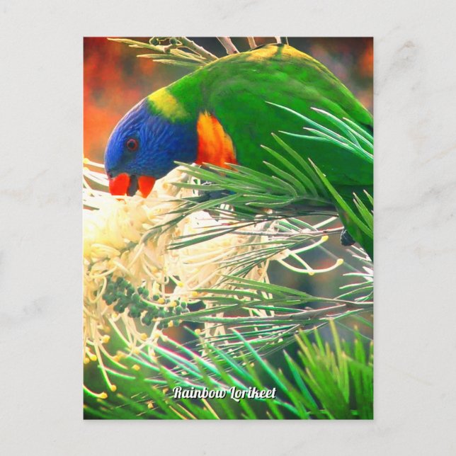 Rainbow Lorikeet Foto Postkarte (Vorderseite)