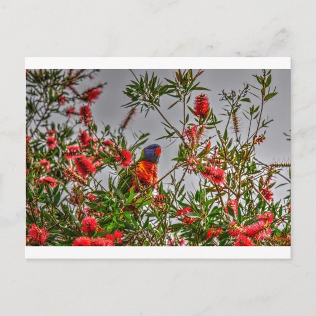 RAINBOW LORIKEET IN LÄNDLICHEM QUEENSLAND AUSTRALI POSTKARTE (Vorderseite)