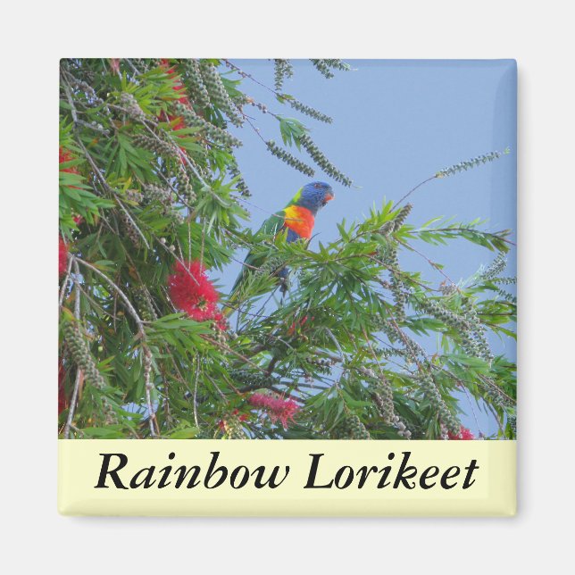 Rainbow Lorikeet Magnet (Vorne)