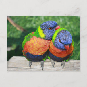 Rainbow Lorikeet Papageienpaar Postkarte