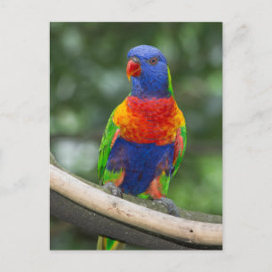 Rainbow Lorikeet Portrait Postkarte