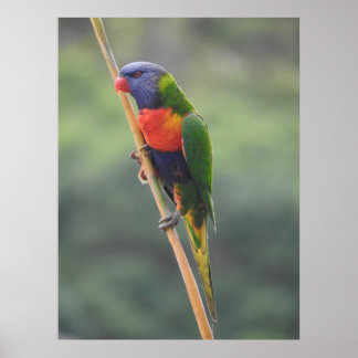 Rainbow Lorikeet Poster