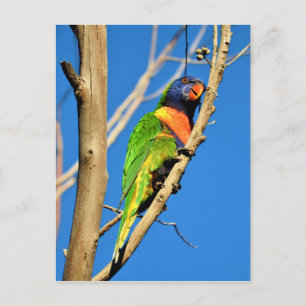 Rainbow Lorikeet Postkarte