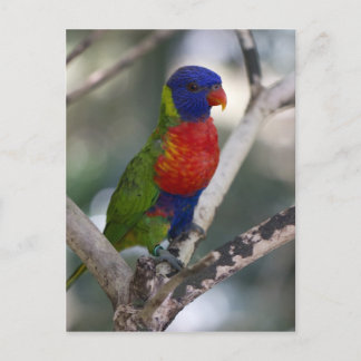 Rainbow Lorikeet Postkarte