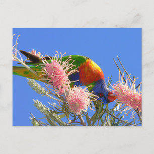 Rainbow Lorikeet Postkarte