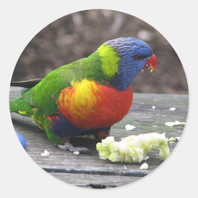 Rainbow Lorikeet Runder Aufkleber (Vorderseite)