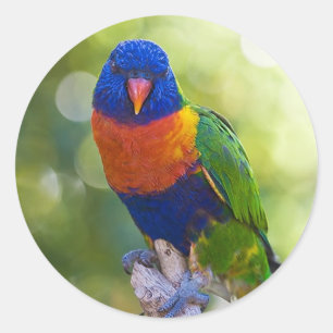 Rainbow Lorikeet Runder Aufkleber