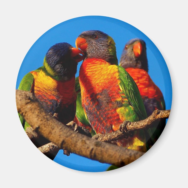 Rainbow Lorikeet, Rundmagnet Magnet (Vorne)