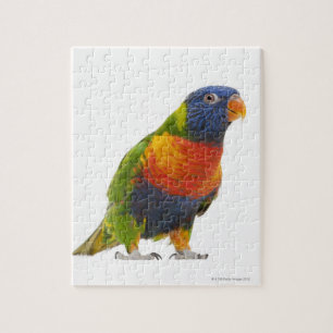 Rainbow Lorikeet - Trichoglossus