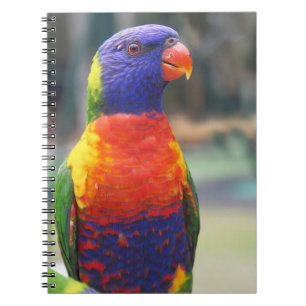 Rainbow Lorikeet (Trichoglossus haematodus 2 Notizblock