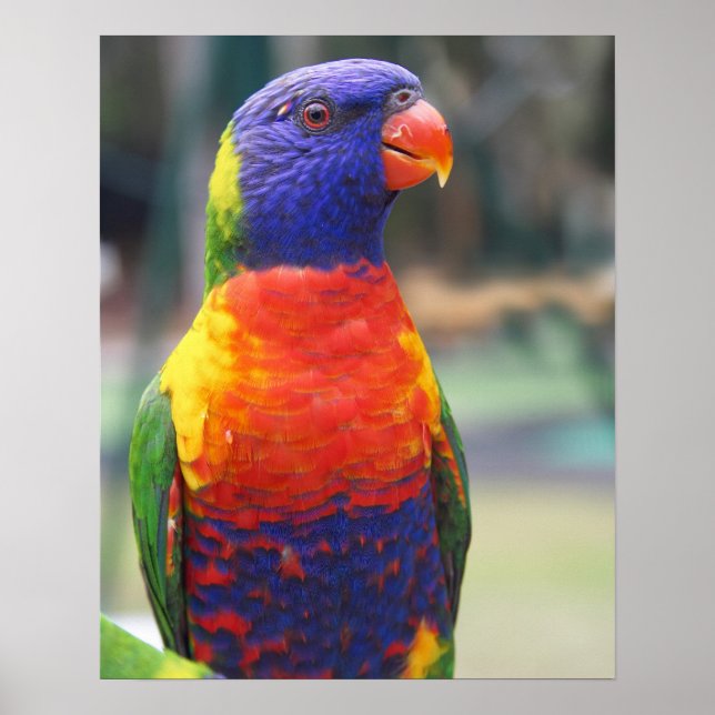 Rainbow Lorikeet (Trichoglossus haematodus 2 Poster (Vorne)