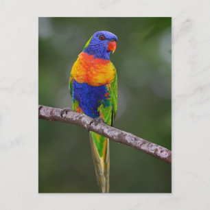 Rainbow Lorikeet Trichoglossus Haematodus Parrot Postkarte