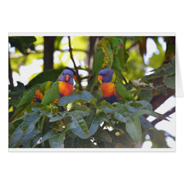 Rainbow Lorikeets (Vorderseite (Horizontal))